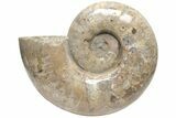 Polished Ammonite (Argonauticeras) Fossil - Madagascar #210389-1